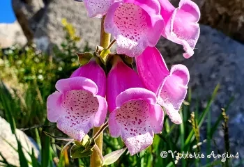 La digitalis in Sardegna- Digitalis purpurea